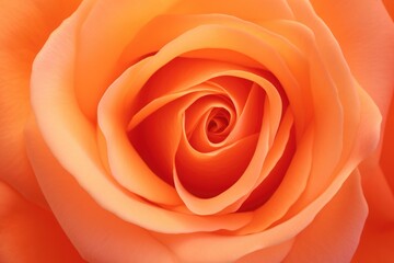 Bright orange colored rose flower petals