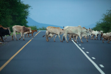 herd of African masai cows crosses the asphalt road