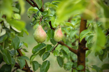 Fototapeta premium Branch of ripe organic cultivar of pears. Summer garden. Two ripe pears are covered with raindrops. Harvesting. Fruits are greenish-yellow in color