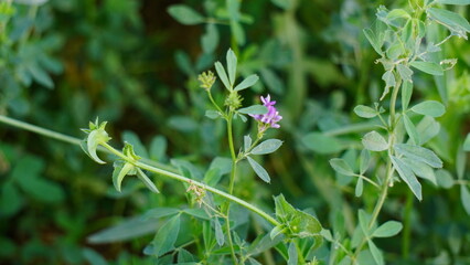 Obraz premium flowers in the garden