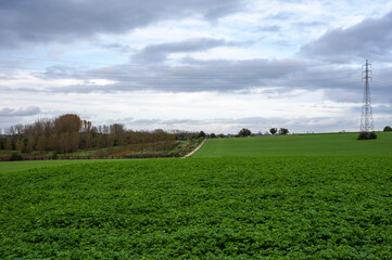 Green potato fields at the Brussels countryside around Neerpede, Belgium