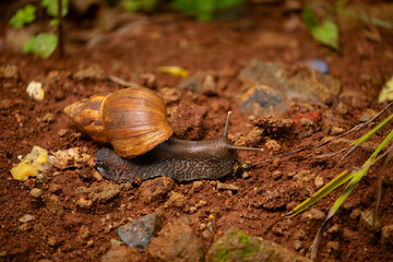 huge snail Achatina in its natural environment on brown