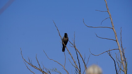 crow on a tree