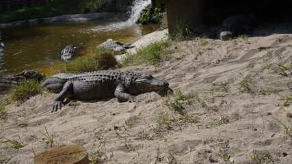 alligator on the ground