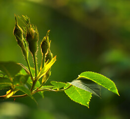 Rose buds on a vine about to open, closeup of rose shoot growing from a wild rose bush in a garden. Seasonal flowers symbolising romance, love, beauty and courage, will later be used for fragrance