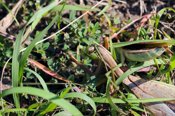 茶色のオオカマキリと緑色のハラビロカマキリの生死をかけた戦い（自然光・マクロ接写撮影）