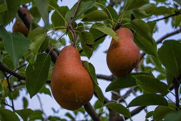 pear on tree