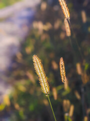 Common weed green foxtail close-up. Setaria viridis, green bristlegrass,