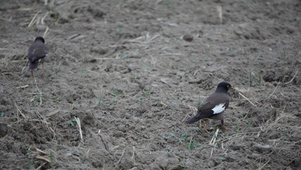 red winged blackbird