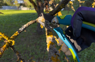 Naklejka premium Pruning tree with clippers on backyard in village. Pruning tools. Cut branch use branch cutter. Cutting branches on apple tree use Garden pruning shears. Trimming tree branch in rural garden..