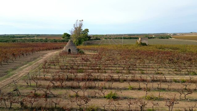 autunno in puglia - trullo in un vigneto con foglie rosse e arancioni, al tramonto