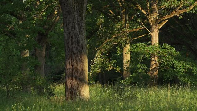 Old oak trees in forest. Steigerwald, Bavaria, Germany, Europe
