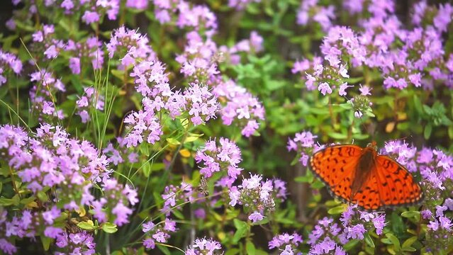 Butterflies fly over flowers. The concept of spring and the pacification of nature. Butterflies sit on flowers, drink nectar.
