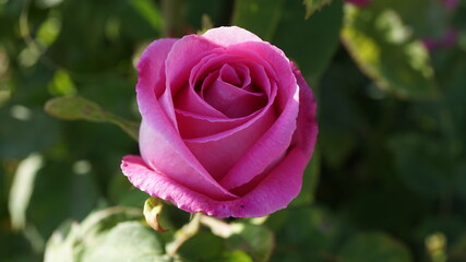 pink rose