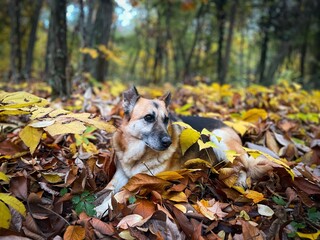 Selective focus of cute german shepherd dog  in the forest lying down on brown and yellow autumn leaves fallen on the ground