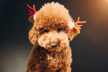 Close-up small ginger poodle dog with Christmas decorative antlers deer on a black background. Pet's portrait. Christmas greetings card, front view