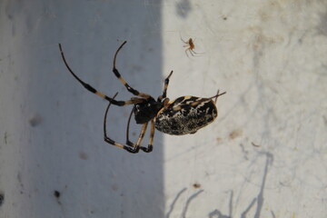 aranha aranha maria bola - Nephilingis cruentata
