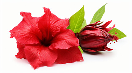
Roselle Hibiscus sabdariffa red fruit flower.