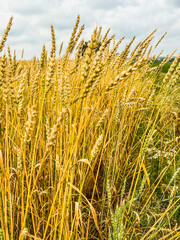 A large golden wheat field in cloudy cloudy weather