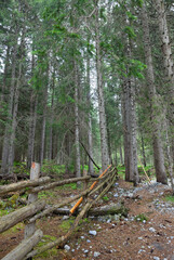 tall trees in the forest