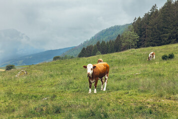 Fototapeta na wymiar cows graze in the Alpine meadows