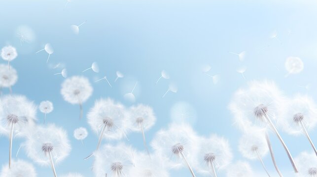 Dandelion fluff background for aesthetic minimalism style background. Light blue color wallpaper with elegant and light flying fluffs on empty wall. Fragile, lightweight and beautiful nature backdrop. © TensorSpark