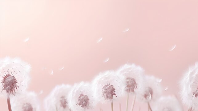 Dandelion fluff background for aesthetic minimalism style background. Blush pink color wallpaper with elegant and light flying fluffs on empty wall. Fragile, lightweight and beautiful nature backdrop. © TensorSpark