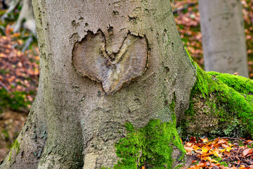 Heart shaped structure in the bark of a beech tree (Fagus) with green moss and autumn leaves in Iserlohn Sauerland Germany as symbol and proof for everlasting and romantic love on Valentines Day. 