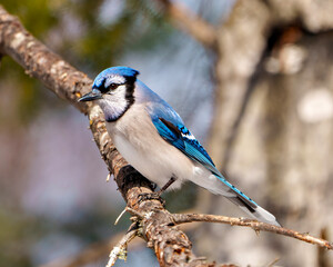 Blue Jay Photo and Image. Close-up side view perched on a branch with a blur soft background in the forest environment and habitat surrounding displaying blue feather plumage wings. Jay Picture.