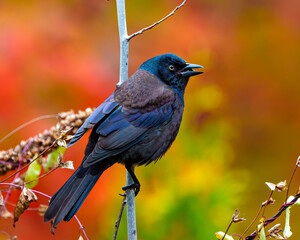 Common Grackle Image and Photo.  Grackle close-up side view perched on branch with autumn orange background in its environment and habitat with open beak.