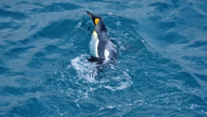 Fotobehang King penguin (Aptenodytes patagonicus) swimming off the coast of Antarctica © Angela