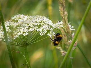 Close up of a white tailed bumblebee (bombus lucorum) pollinating a cow parsley flower (Anthriscus...