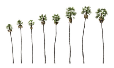 Mexican fan palm or Washingtonia robusta isolated on transparent background - obrazy, fototapety, plakaty