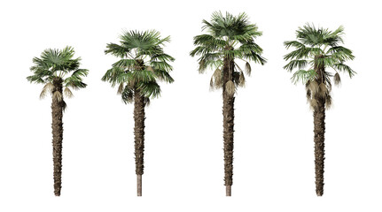 Kumaon palm or Trachycarpus Takil plants isolated on transparent background - obrazy, fototapety, plakaty