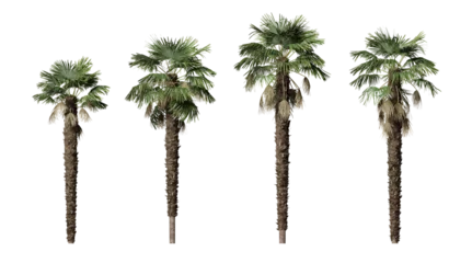Foto op Canvas Kumaon palm or Trachycarpus Takil plants isolated on transparent background © Yoshikitaima