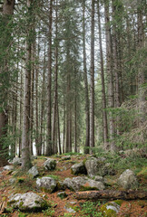 tall trees in the forest