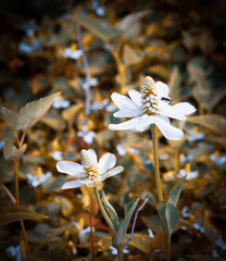 Schöne Blume in Nahaufnahme