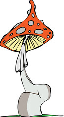 fly agaric mushroom illustration