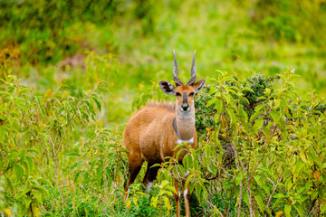 Naklejka na ściany i meble markhorn antelope in natural environment, in African park in Tanzania , stands very close and looks into camera. Natur background Africa travel and protection of wild animals concept