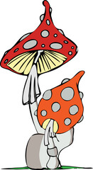 fly agaric amanita muscaria