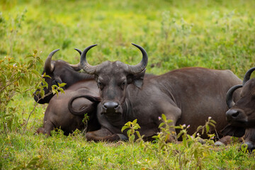 African black buffaloes in a natural environment