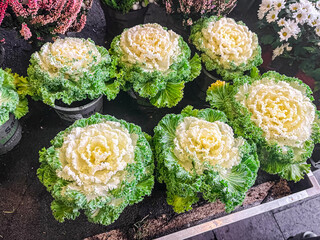 Obraz premium Brassica decorative cabbage beautiful plant fresh flower on the table copy space food background rustic top view