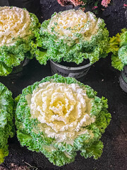 Brassica decorative cabbage beautiful plant fresh flower on the table copy space food background...