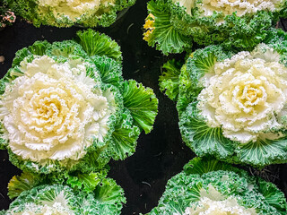Brassica decorative cabbage beautiful plant fresh flower on the table copy space food background...