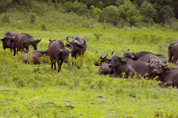 Naklejka na ściany i meble African black buffaloes in a natural environment