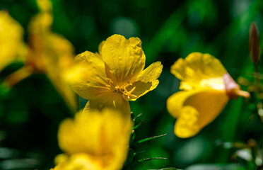 Sch&ouml;ne Blume in Nahaufnahme