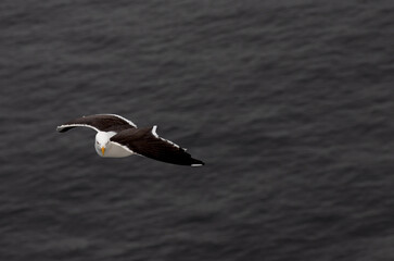 Möwe fliegt über das Meer