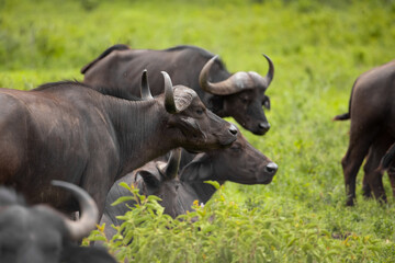 African black buffaloes in a natural environment
