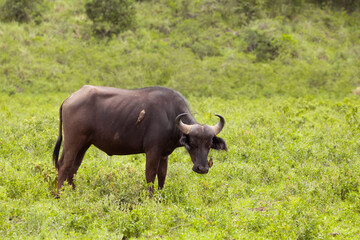 African black buffaloes in a natural environment