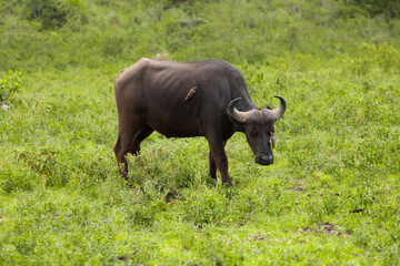Obraz premium African black buffaloes in a natural environment